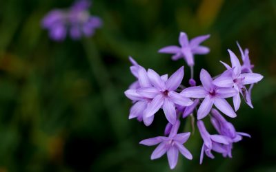 Sobre las Flores de Bach